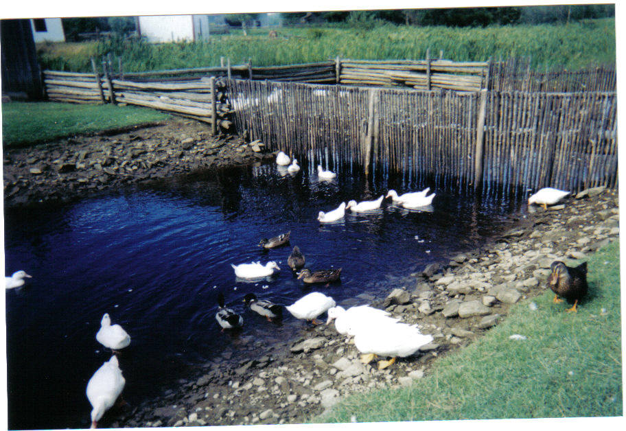 ducks.jpg